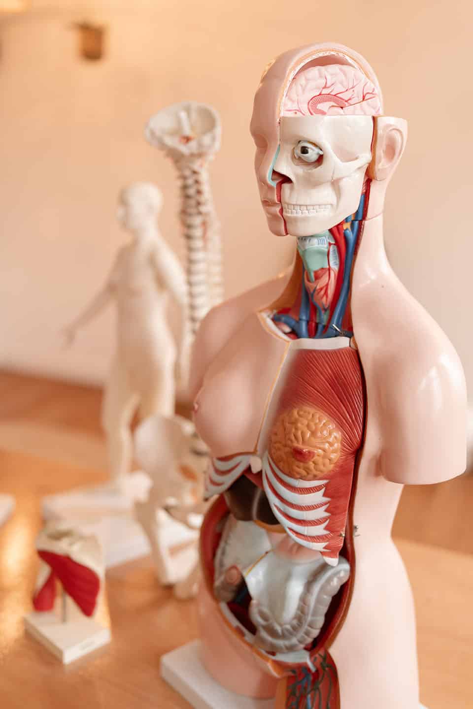 medische-basiskennis-menselijk-lichaam